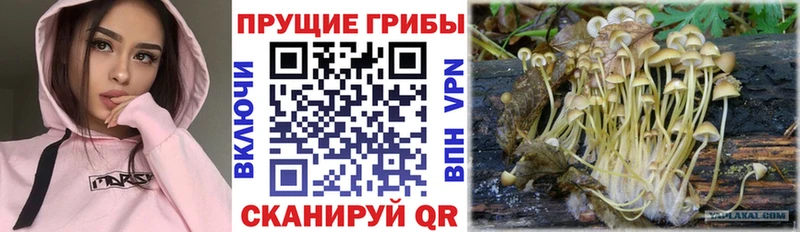 Галлюциногенные грибы прущие грибы  Купить закладки  Каргополь 